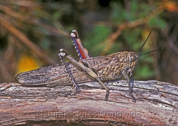 073_Egyptian_Grasshopper__Anacridium_aegyptacum.jpg