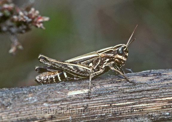 510_Omocestus_panteli.jpg